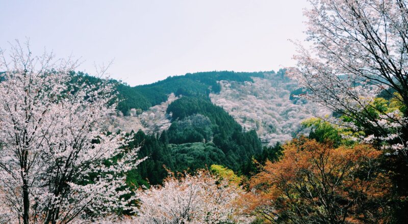 Choosing Your Season in Japan